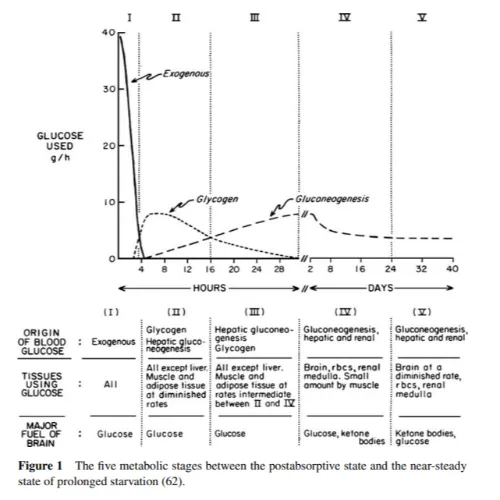 斷食生酮能量供應曲線圖